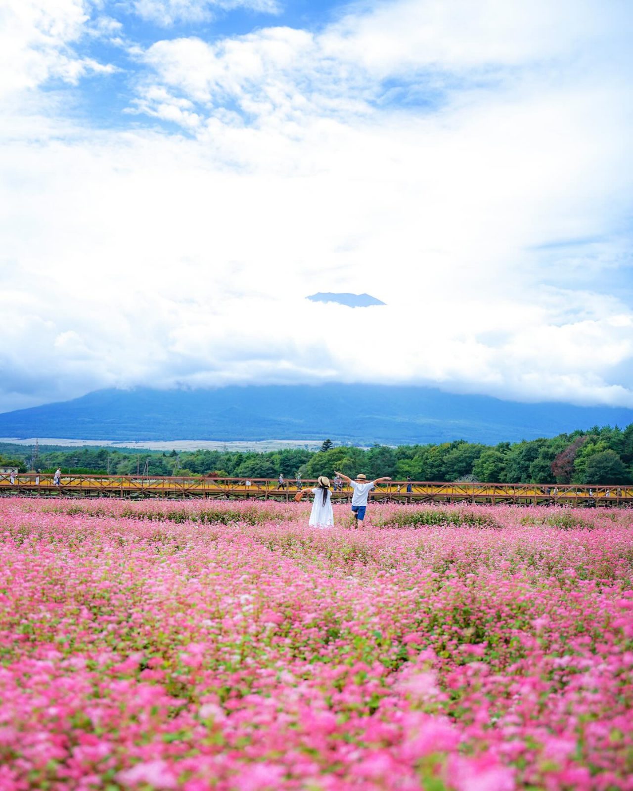 富士山と赤そば畑の写真