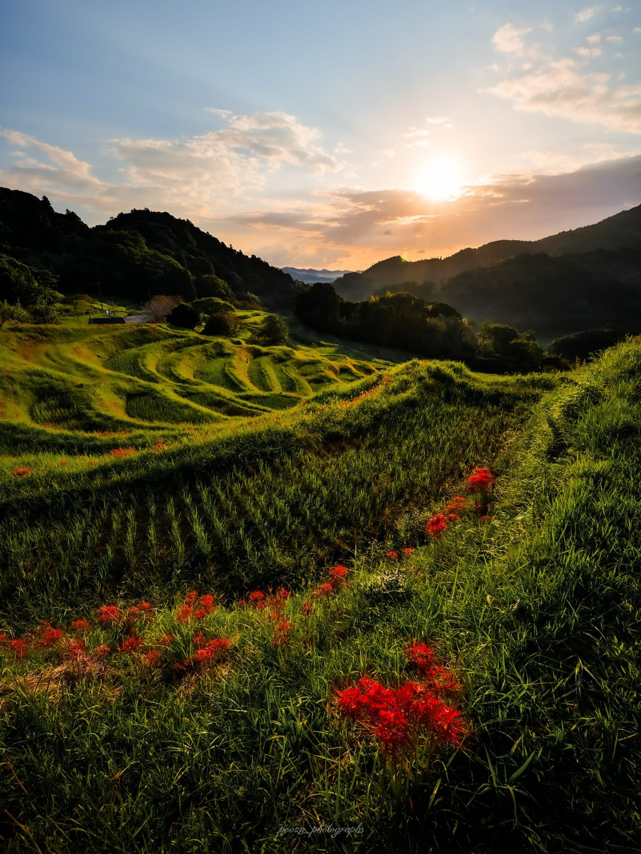 彼岸花の咲く棚田に朝日がのぼる様子の写真