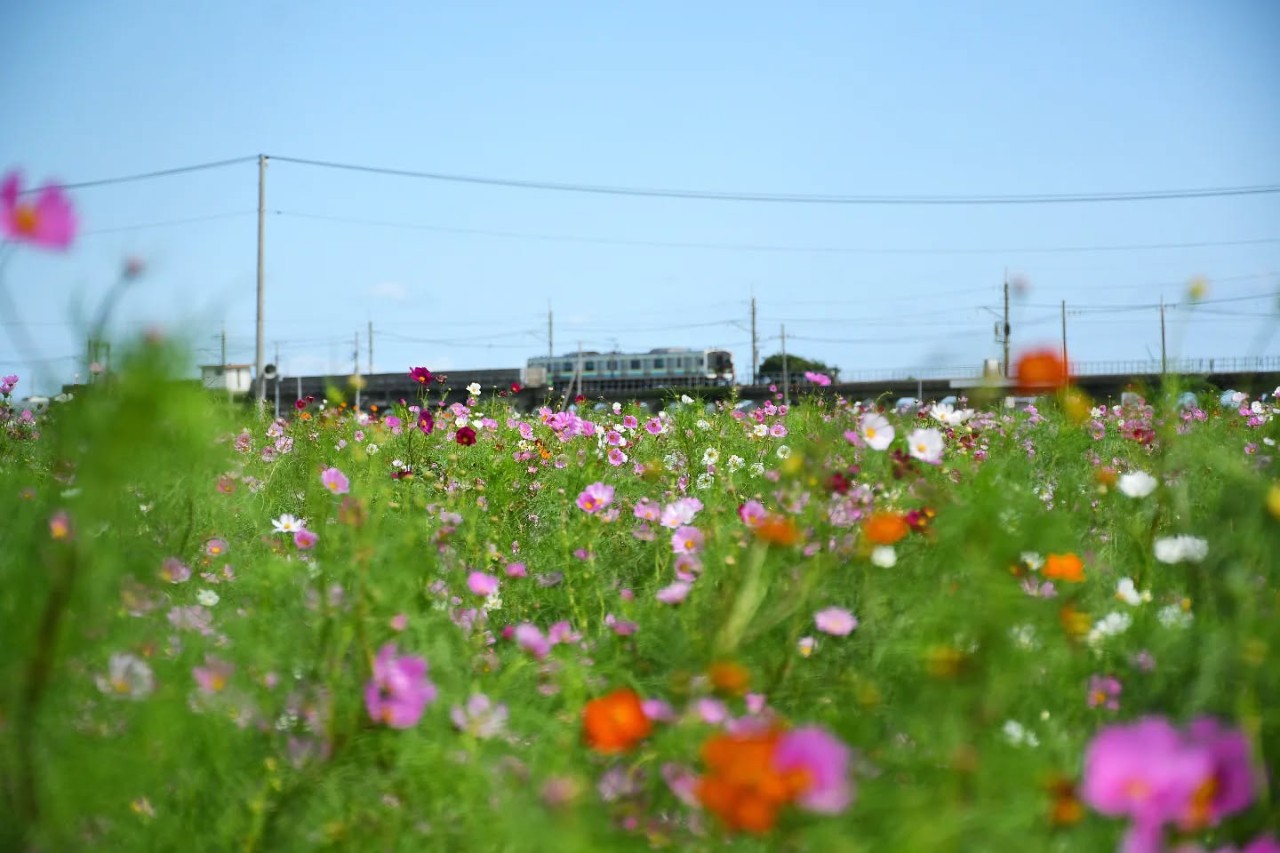 コスモス畑と列車の写真
