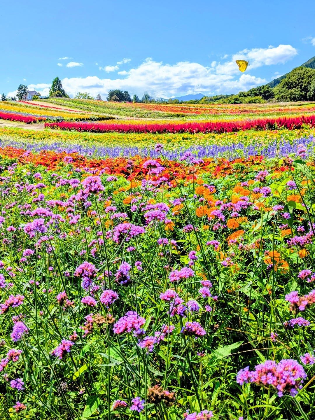 カラフルな花畑の写真