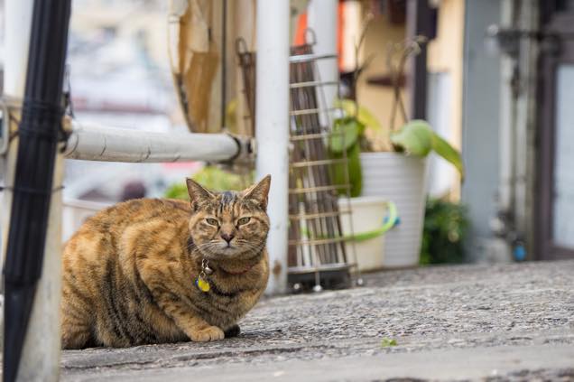 猫に出会う