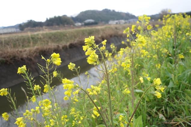 小川のほとりに咲く菜の花