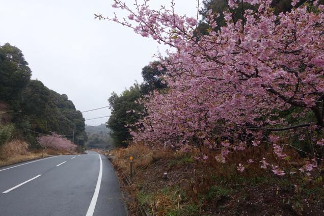 安房グリーンライン沿いに咲く河津桜