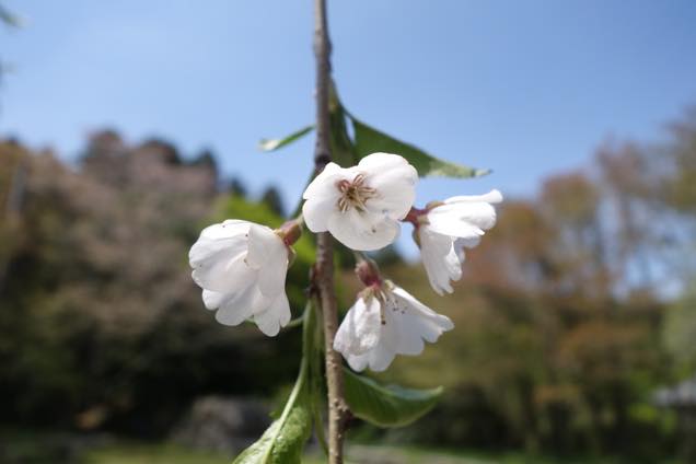 糸桜の花
