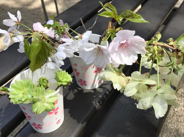 多種多様な桜