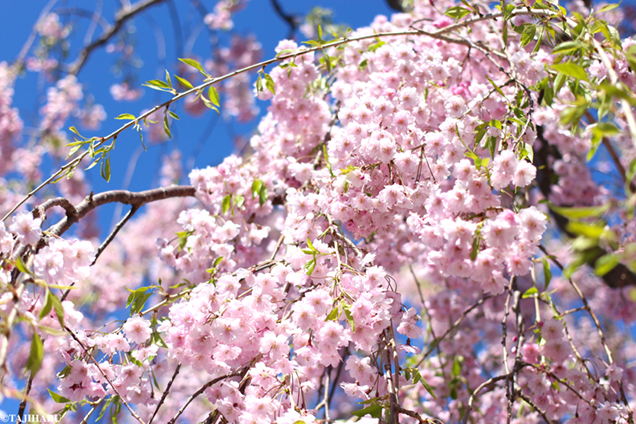五稜郭公園 八重桜