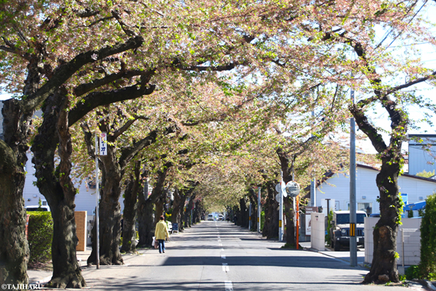 桜が丘通り