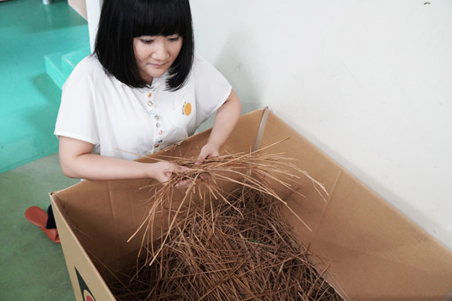 藁納豆を作るときに出た藁のカスを触る朝井さん