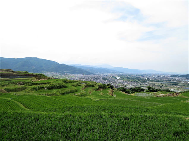 姨捨 棚田
