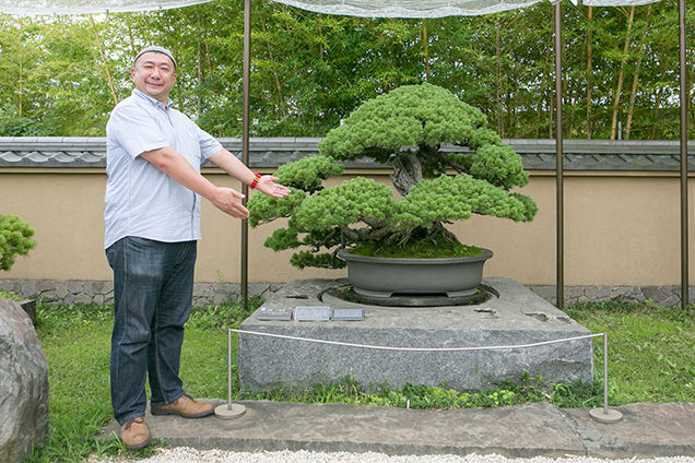 さいたま市大宮盆栽美術館　千代の松