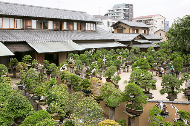 春花園　主庭