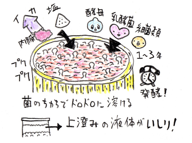 いしりの製造方法イラスト