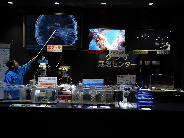 鶴岡市立加茂水族館　クラゲ栽培センター