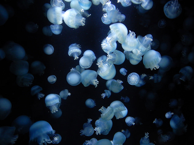 鶴岡市立加茂水族館　キャノンボールジェリー