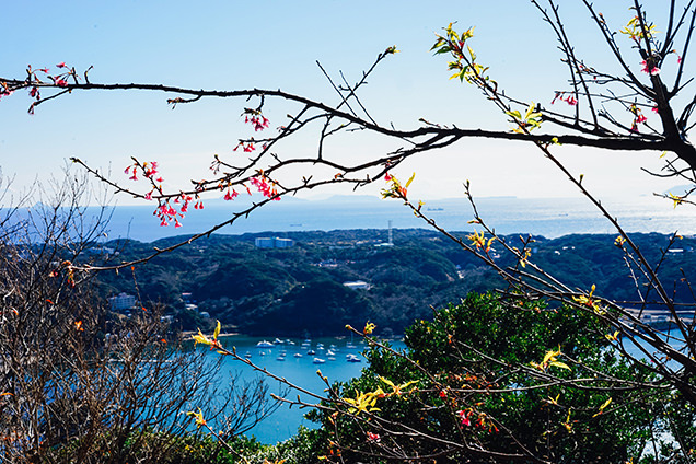 須崎半島