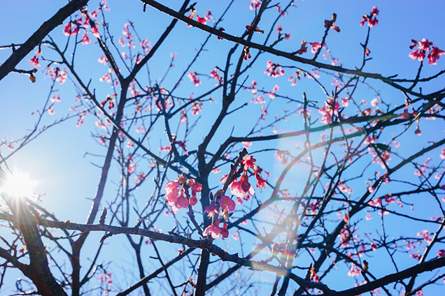 河津桜