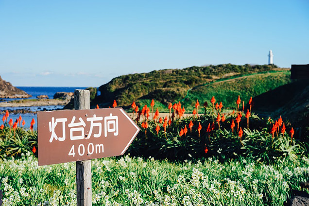 爪木崎　水仙　アロエ