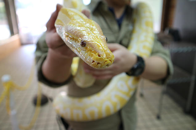 体感型動物園iZooのニシキヘビ