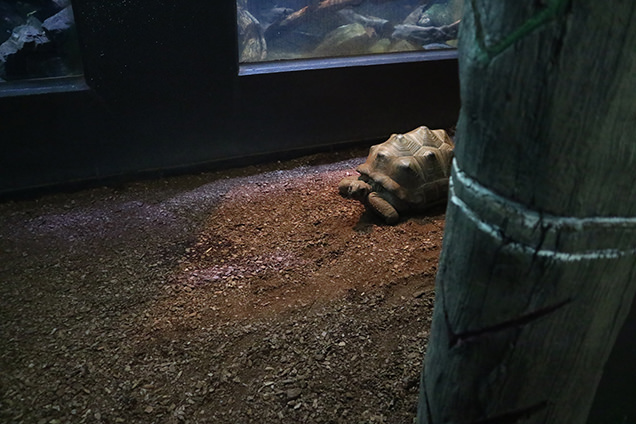 体感型動物園iZooのアルダブラゾウガメ