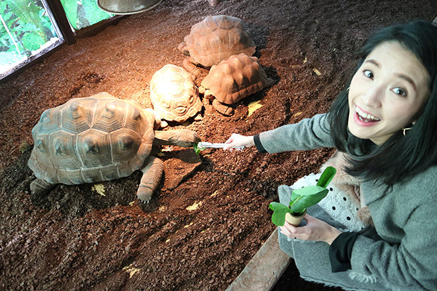 体感型動物園iZooのアルダブラゾウガメに餌やり