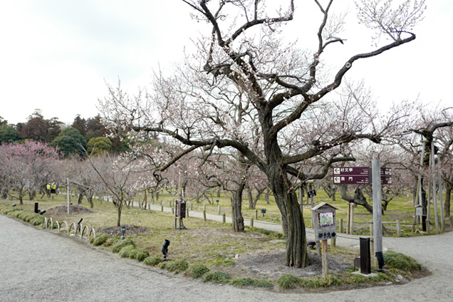 偕楽園　梅　つぼみ