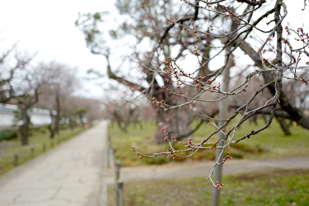 弘道館　梅