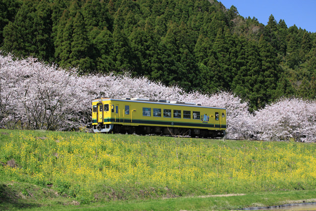 菜の花、桜、ムーミン列車