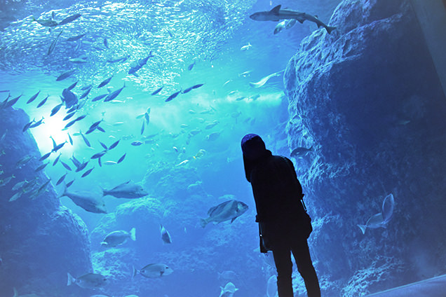 新江ノ島水族館　相模湾大水槽