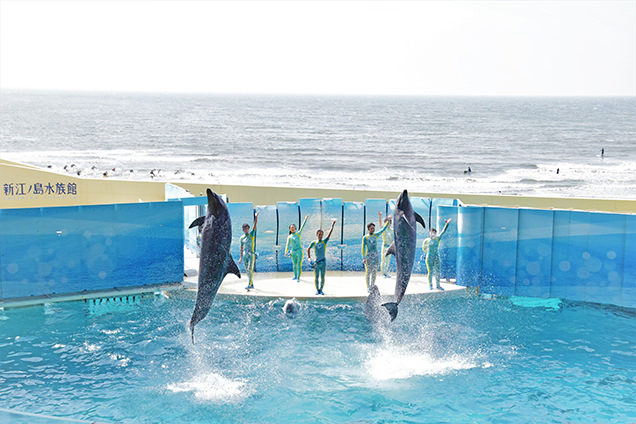 新江ノ島水族館　イルカショー