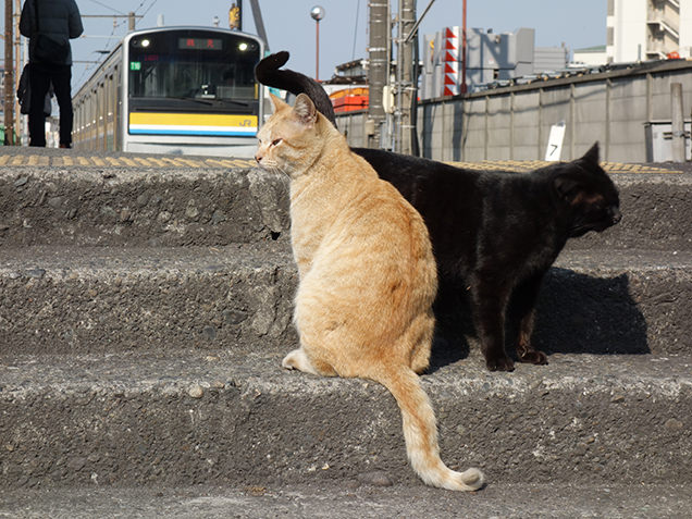 扇町駅　ホーム　猫