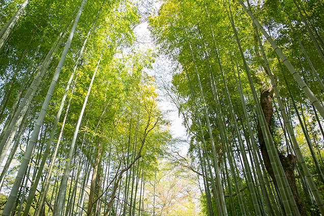 竹林の小径
