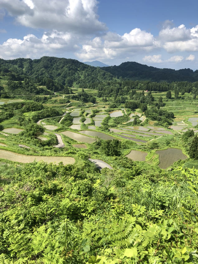 星峠の棚田