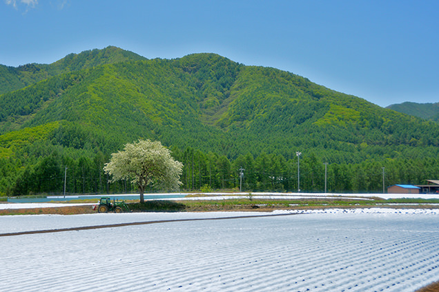 野辺山高原の景観
