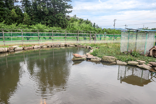 まるせい果樹園　池
