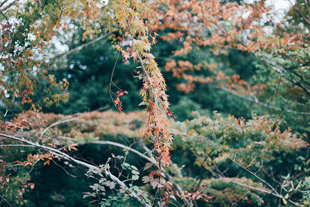 彫刻の森駅　紅葉