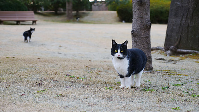 猫