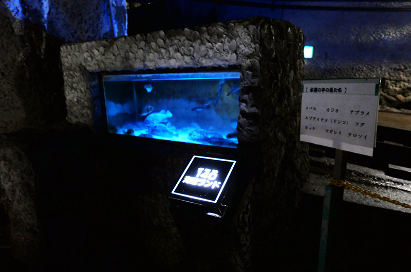 魚の展示