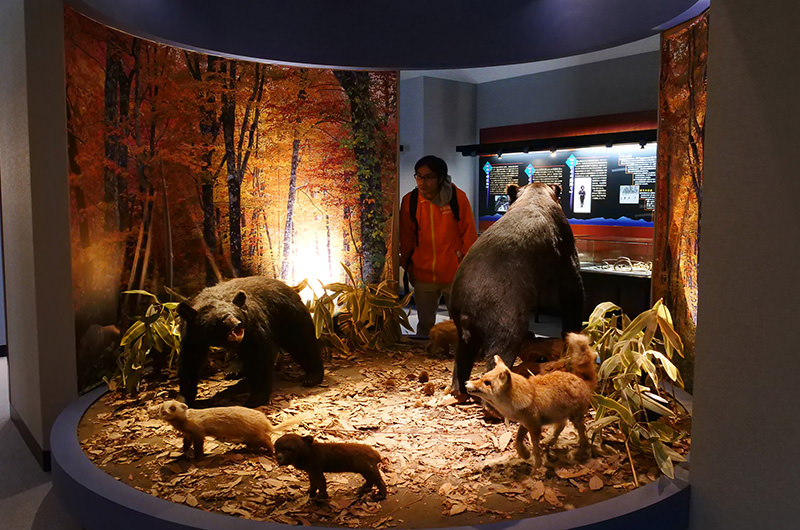 クマの剥製