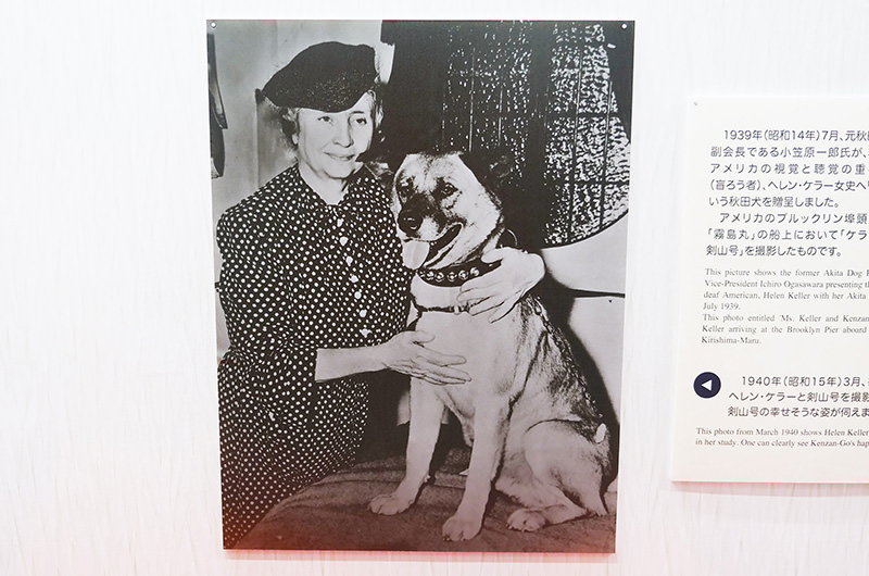 秋田犬博物室