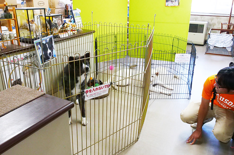 秋田犬博物室