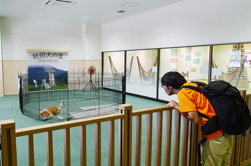 秋田犬の里