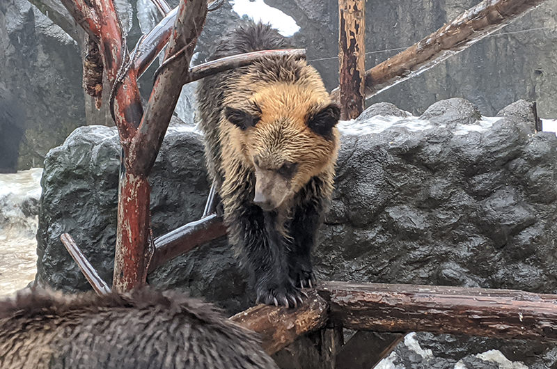 のぼりべつクマ牧場