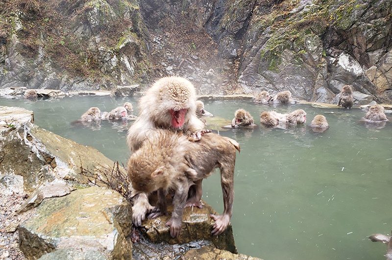 サル