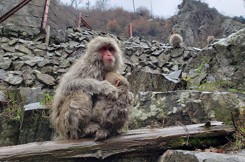 親子のサル