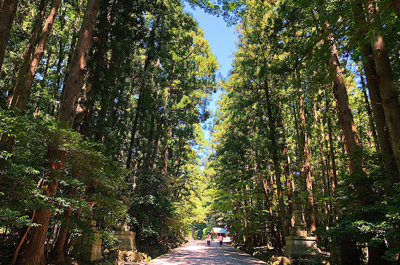 彌彦神社　参道