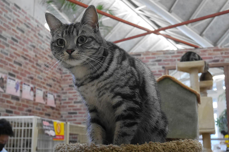 猫