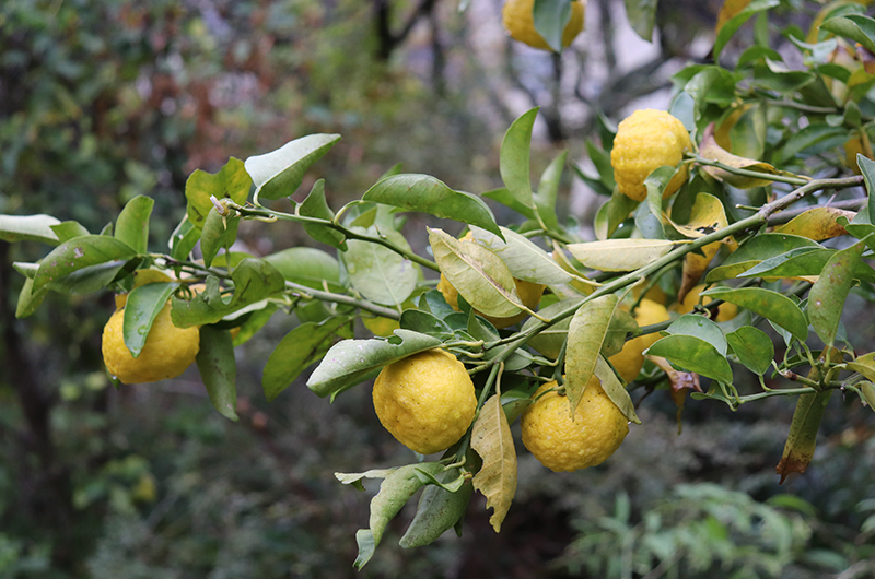 松風苑 庭園 柚子