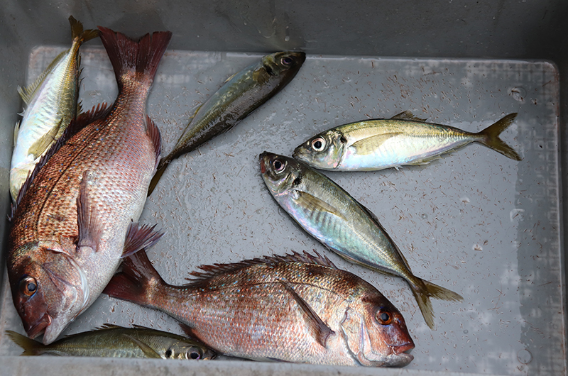 筆者が釣った魚