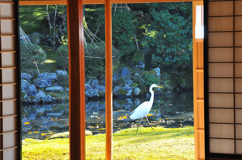 庭の白鷺