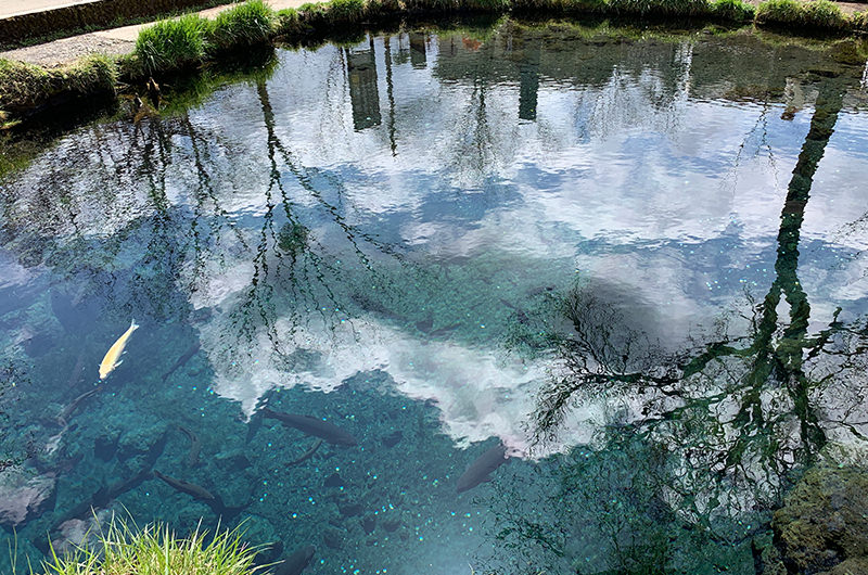 忍野八海 鏡池